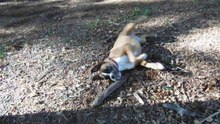 Rolling Zeppo