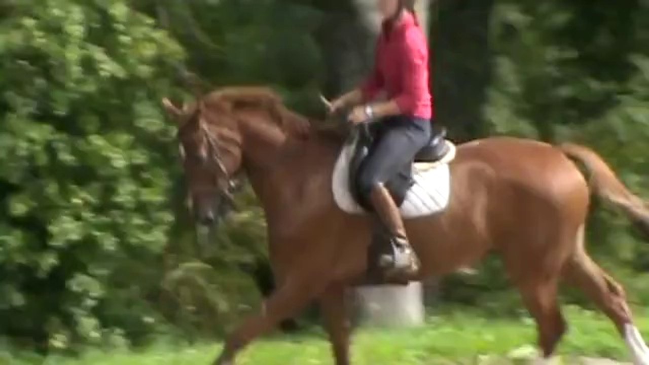 20140823 Tsar Sandillon galop à gauche