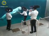 Who Would Guess That A Whale Would Like Mariachi Music