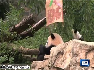 Dunya News -  Birthday bash for U.S. National Zoo panda cub 'Bao Boa'