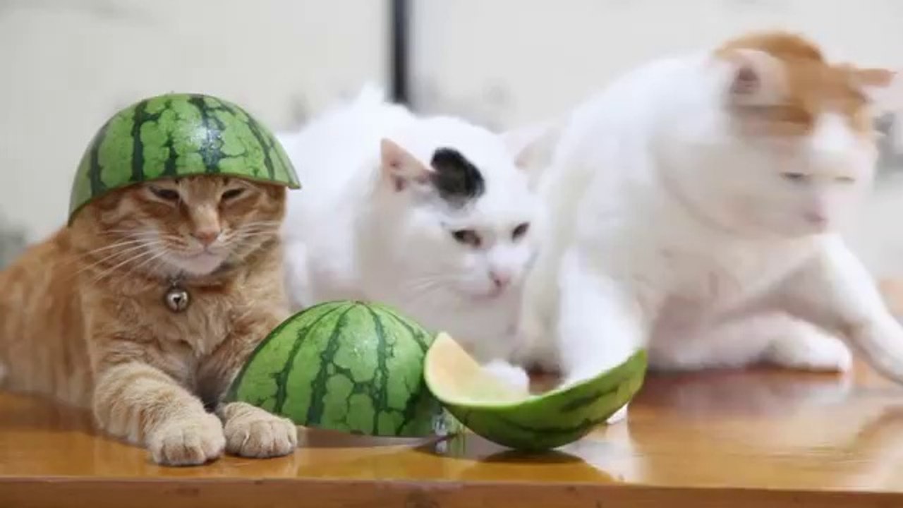 Cat With Watermelon