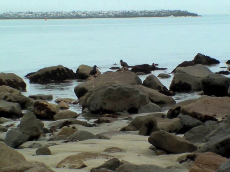 Black oystercatcher