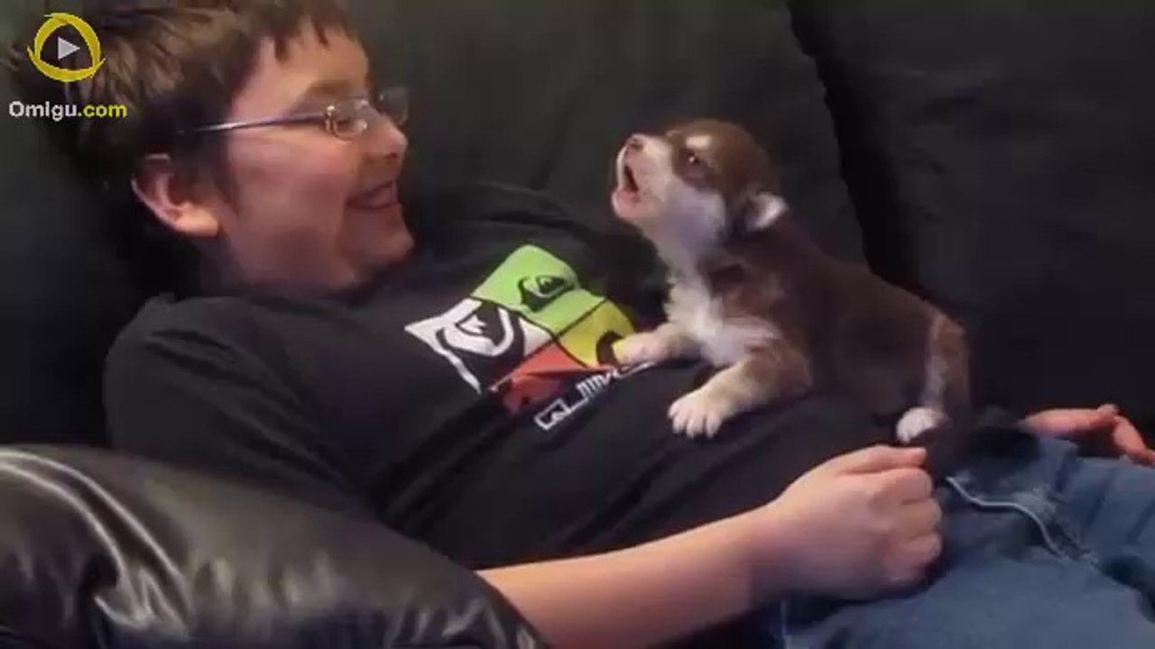 20 Day Old Husky Learning To Howl