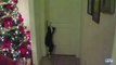 'Clever Cats Opening Doors Compilation' CFS.