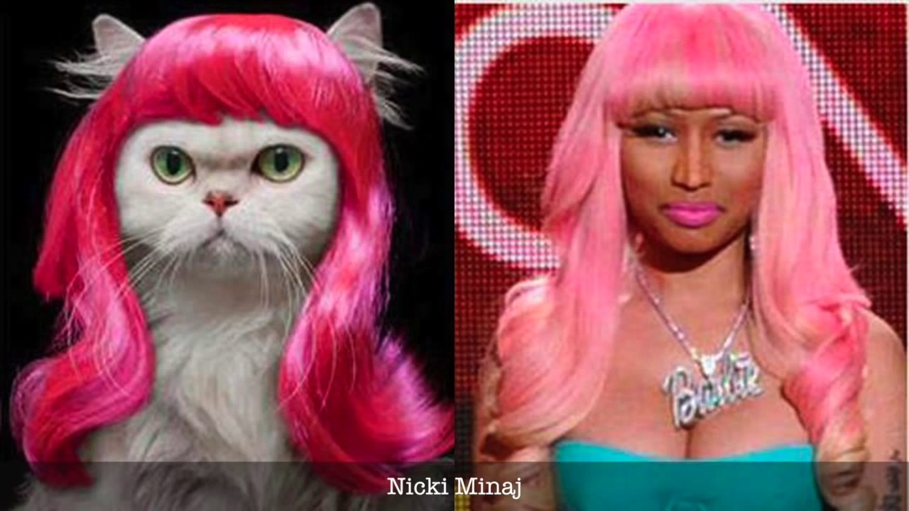 Cats Who Look Like Famous People II Funny Cats.
