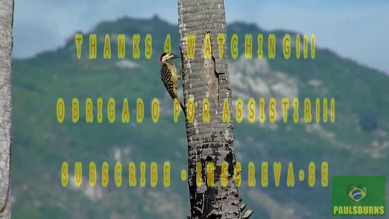 Pássaros Silvestres BR (Brazilian Birds) part 7 - Pica-Pau em Ação - Woody Woodpecker in Action.