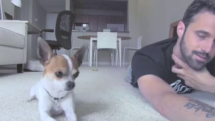 Yoga time with a cute chihuahua #4.