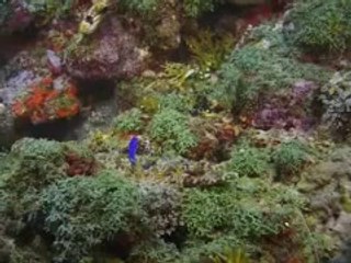 Under the Sea 3D Trailer