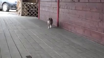 Démarche de chat trop bizarre...