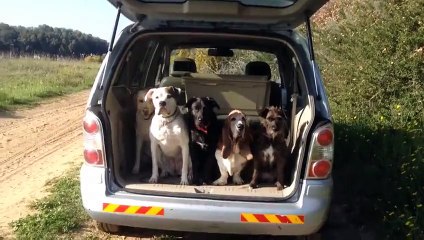 Des chiens bien disciplinés sortent d'une voiture pour une petite ballade...