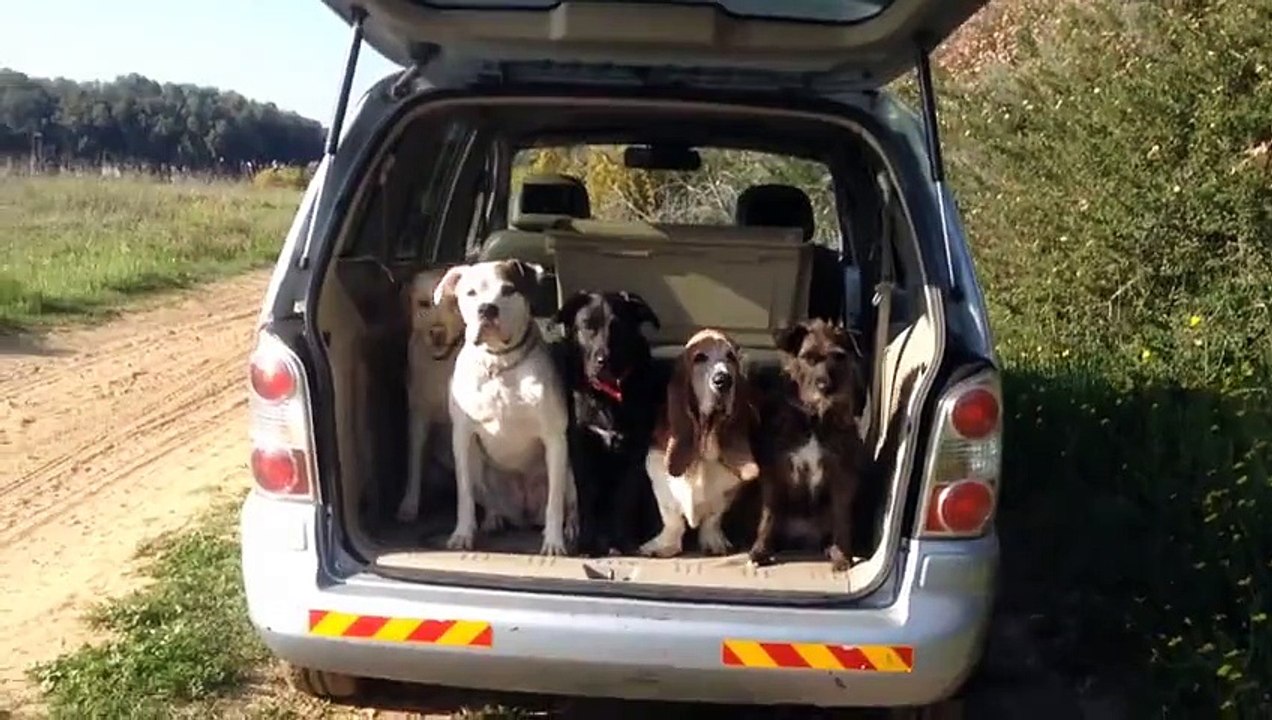 Des chiens bien disciplinés sortent d'une voiture pour une petite ballade...