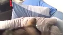 How to wake up someone with a laser pointer and a dog