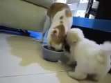 Yemek için kavga eden kedi ve köpek_2