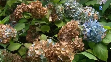 Les hortensias du jardin Bellevue