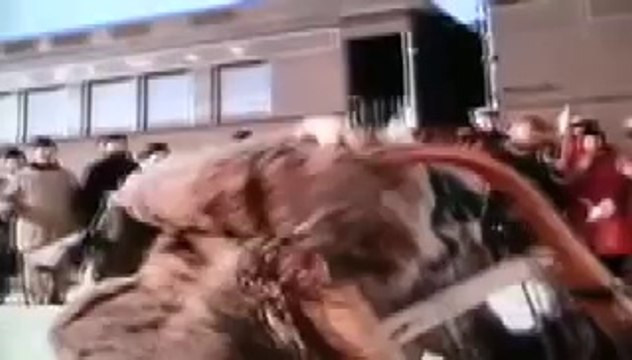 Iron Will - Stronger (Siberian Husky sled dogs)