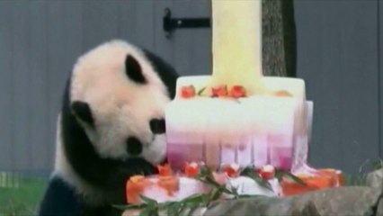 Le gâteau d'anniversaire du panda du zoo de Washington