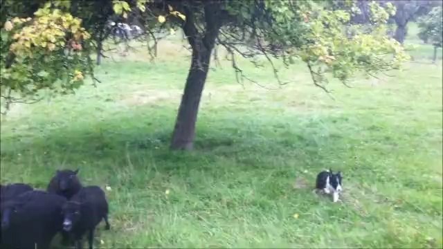 Jaycea 11 semaines 1er contact avec les moutons