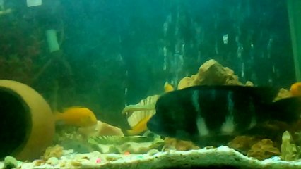 FRONTAZA SARI PRENSES KAVGASI