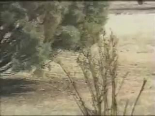 YILANLA TAVŞAN KAVGASI