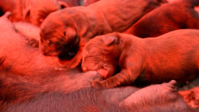 Naissance chiots Lady x Inside 220814