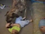 Big Dog Playing With Baby - Funny Videos at Fully -)(- Silly