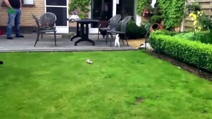 Cute Dogs Scared of Cats- Funny animal Compilation 2013 - Vidéo Dailymotion