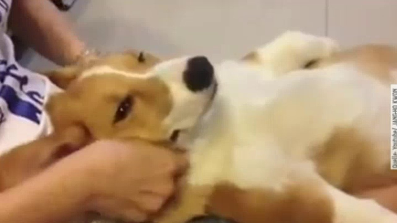 Hund genießt Massage