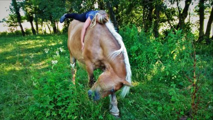 Les Traits, des chevaux hors normes. (modifiée)