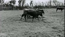 Sliabh Luachra -Voices from a Hidden People,RTE