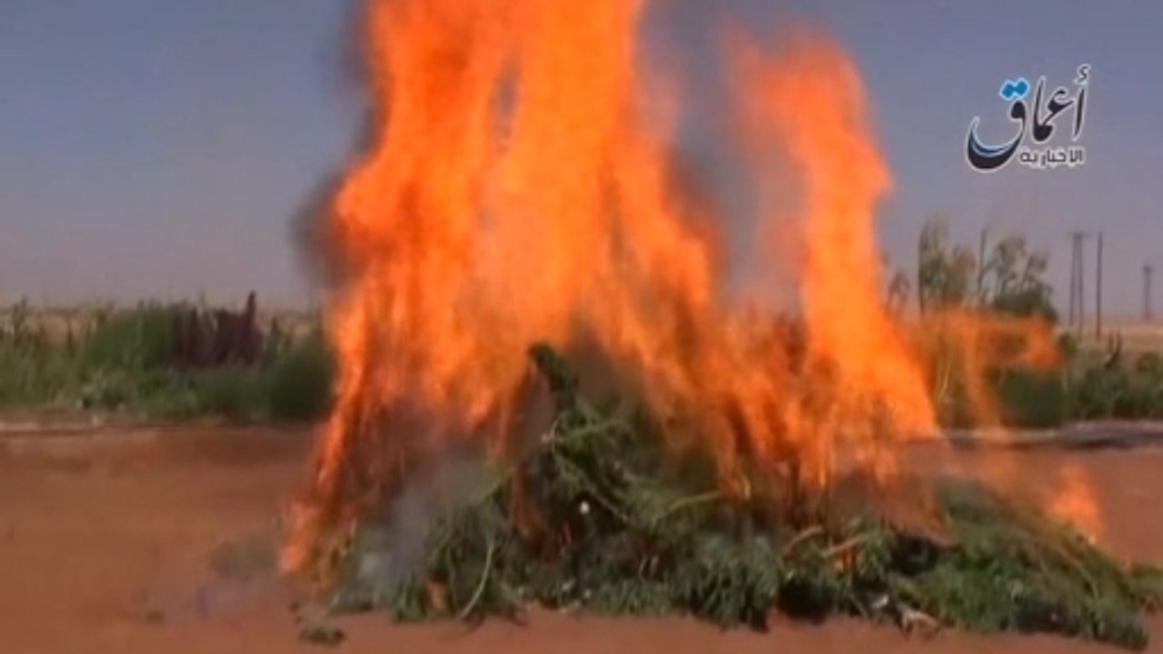 Marijuana up in flames - IS fighters shown burning cannabis field