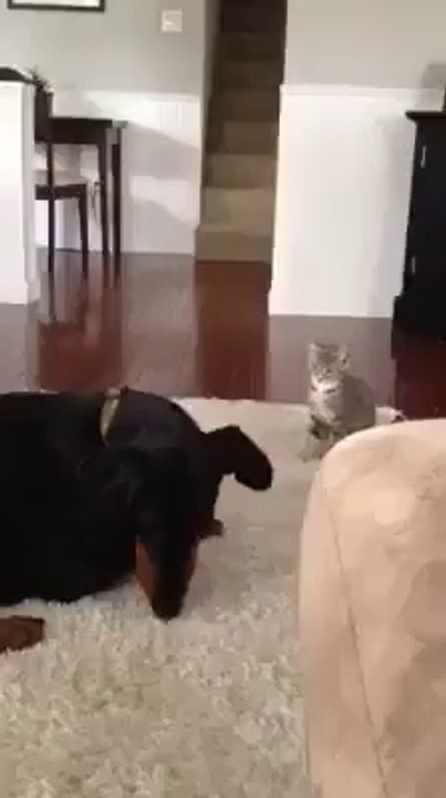 Sevimli şey :)