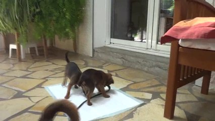 Petits Brabançons Molosses de la Villa Romaine