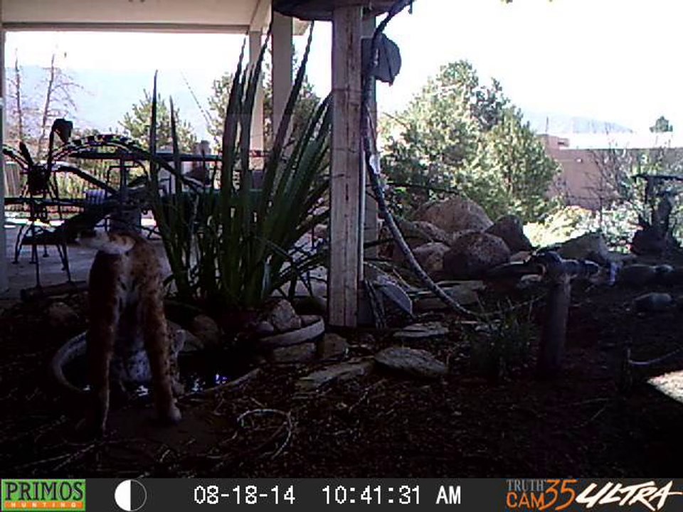 Bobcat08180074