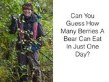 Bears Can Eat How Many Berries?