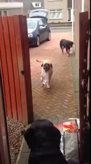 un chien qui aide à rentrer les courses ! a voir
