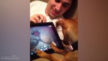 Animals Playing On Tablets Compilation 2014