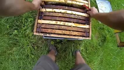 Ana Arıyı Direk Kovana Veriyor