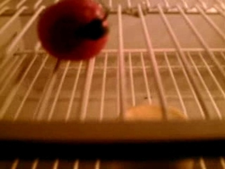 PART 1 : TOMATE_YAHOURT