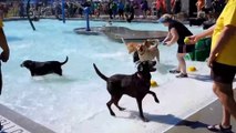 Pool Party de chiens!