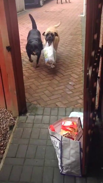 Un chien dressé porte des sacs de courses pour aider son maître!