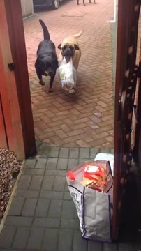 Un chien dressé porte des sacs de courses pour aider son maître!