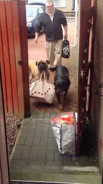 Smart Dog Carrying Shopping Bags From the Car