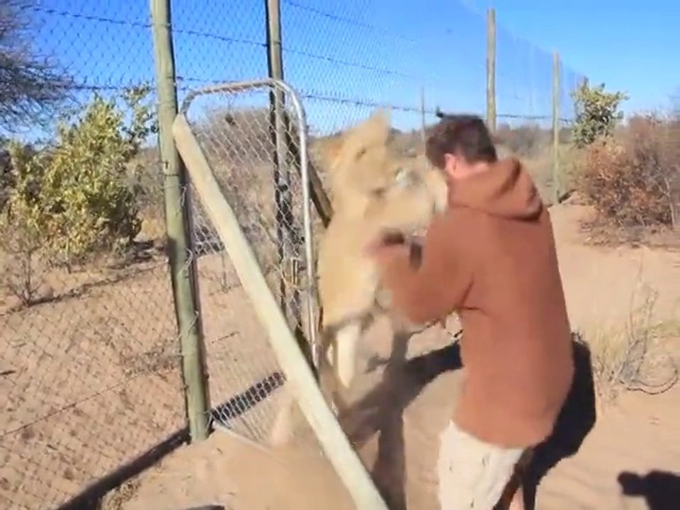 Hug with big Lions! Crazy moment...