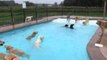 Lucky Dogs Delight in Swimming Pool Dip