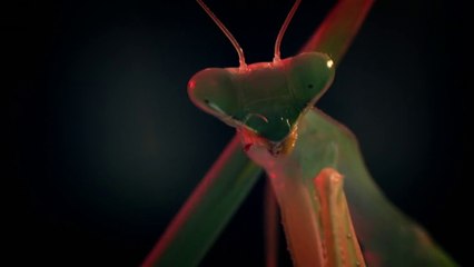 Gizli Krallık: 3- Şehir Ormanları