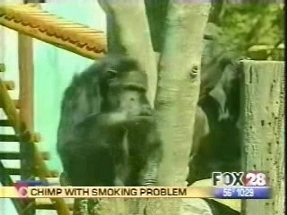 Singe_fumeur