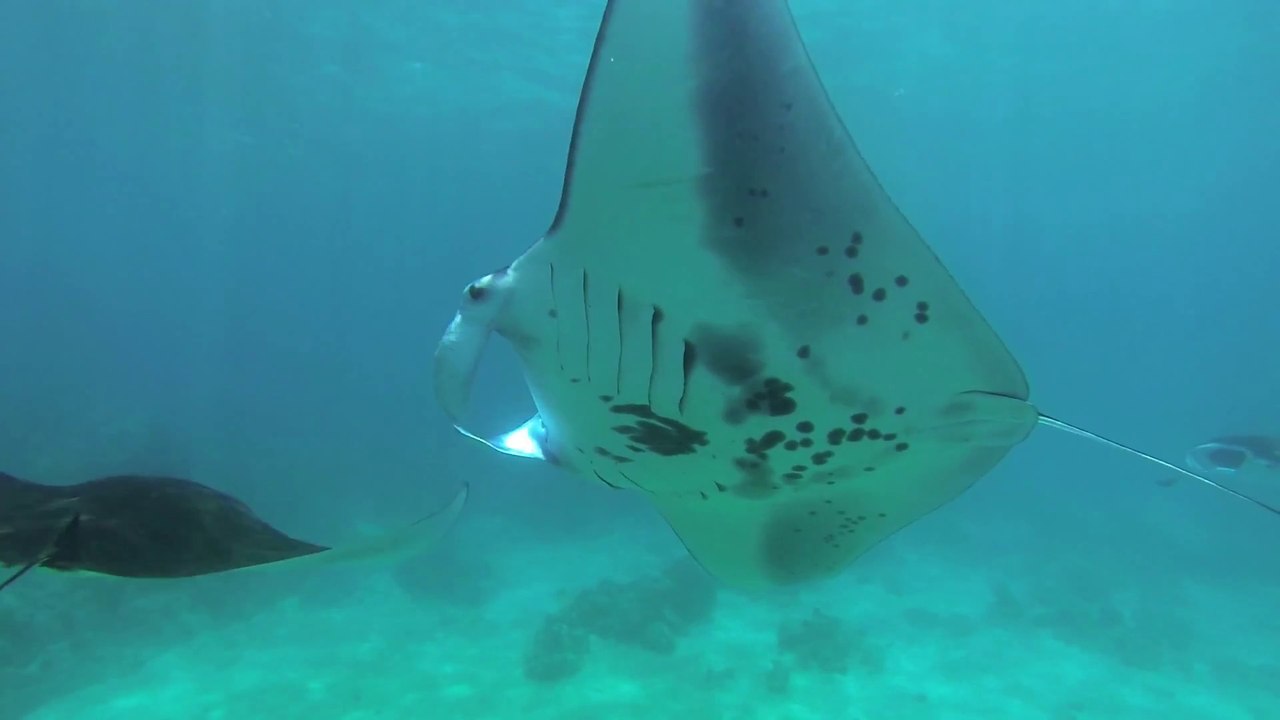 GoPro Diving With Giant Manta Rays
