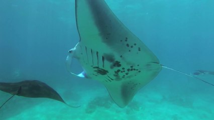 Nager avec des raies manta géantes!