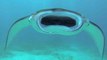 GoPro Diving With Giant Manta Rays