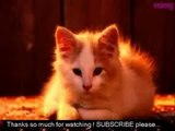Funny Cats Videos Compilation ~ New Cute Cat Video ~ Best Fail Kitten Compilation